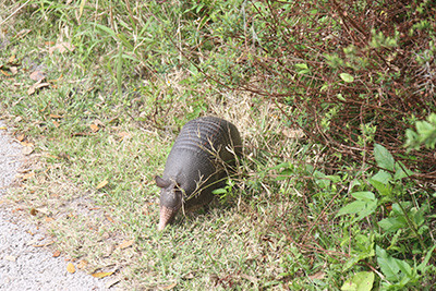 armadillo
